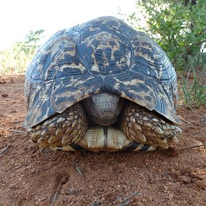 Leopard Tortoise Namibia