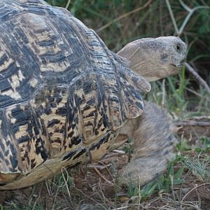 Leopard Tortoise Namibia | AfricaHunting.com