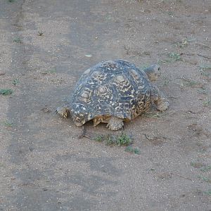 Leopard Tortoise Namibia