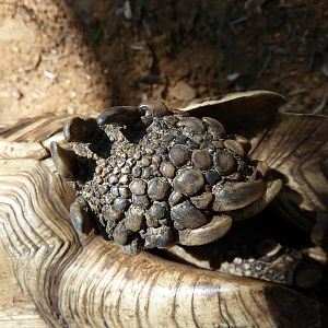 Leopard Tortoise Namibia