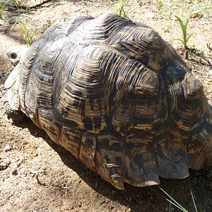 Leopard Tortoise Namibia