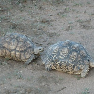 Leopard Tortoise Namibia | AfricaHunting.com