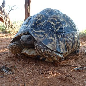 Leopard Tortoise Namibia