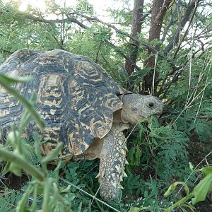 Leopard Tortoise Namibia