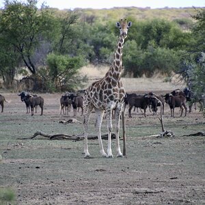 Giraffe At Zana Botes Safari