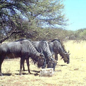 Blue Wildebeest At Zana Botes Safari