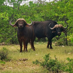 Buffalo South Africa