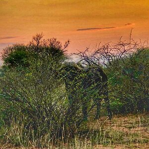 Buffalo Limpopo South Africa