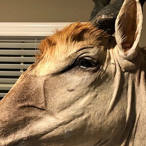 Eland Shoulder Mount Taxidermy