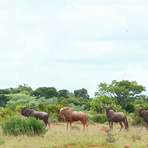 Blue Wildebeest South Africa