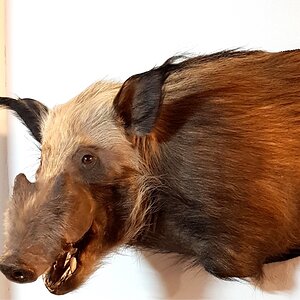 Bushpig Shoulder Mount Taxidermy