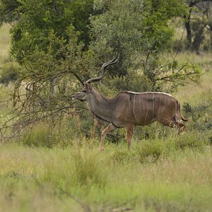 Kudu South Africa