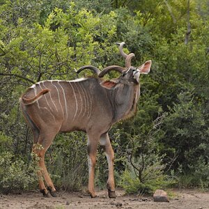 Kudu South Africa