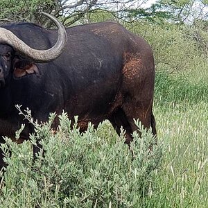 Buffalo Hunting South Africa | AfricaHunting.com