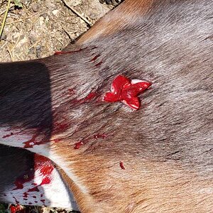 Blesbok Hunting South Africa