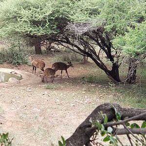 Wildlife South Africa