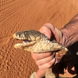Big Cobra Snake