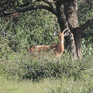 Hunt Impala South Africa