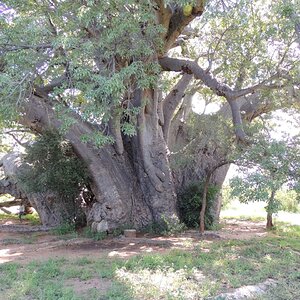 Big Tree South Africa