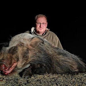 Bushpig South Africa Hunt