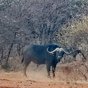 Cape Buffalo South Africa