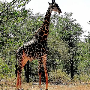 Dark Giraffe South Africa