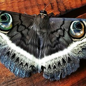 Owlet Moth