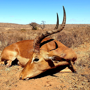 Impala Ram Eastern Cape South Africa