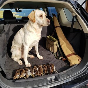 Bird Hunting With Labrador