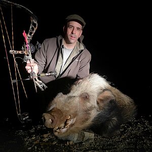 Bushpig Bow Hunting South Africa