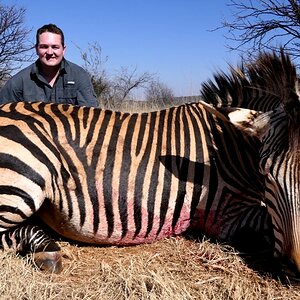 Plains Zebra Hunting