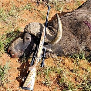 Buffalo Hunting Limpopo, South Africa