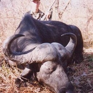 Buffalo Hunt Zambia