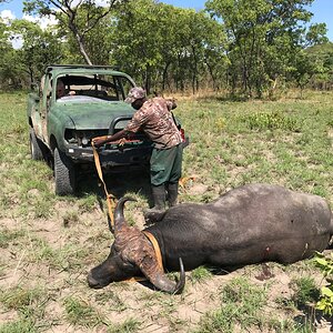 Buffalo Hunt Zambia