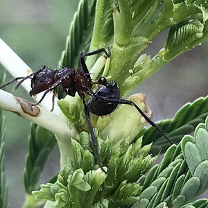 Nature Zambia