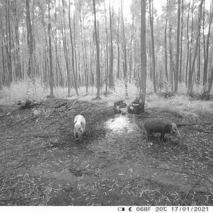 Bushpig Daylight Camera