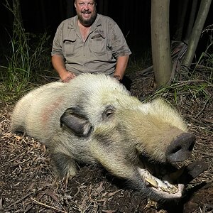 White Bushpig Hunting Kwazulu Natal South Africa