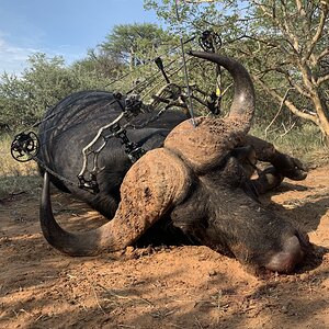 2021 South Africa Buffalo