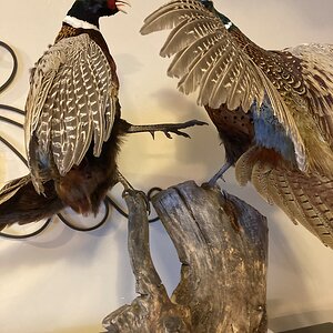 Fighting Pheasants Taxidermy