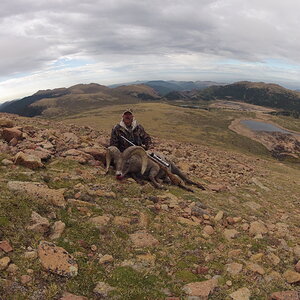 Rocky Mountain Bighorn Sheep Hunt