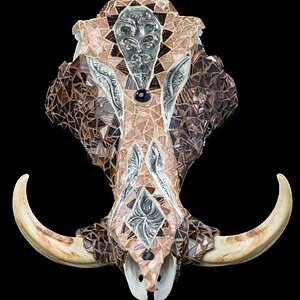 Warthog Skull