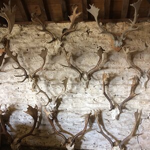 Fallow Deer Skull Mounts