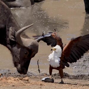 Eagle Fends Off Pair Of Storks And Buffalo