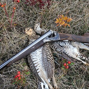 Ruffed Grouse Hunting