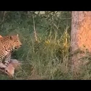 Leopard Taking Pray Into The Tree