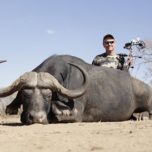 Bow Hunting Buffalo South Africa