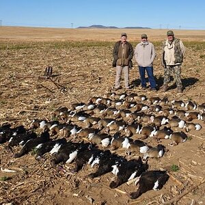 Wild Waterfowl South Africa