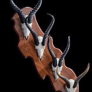 Springbok Skull Mounts