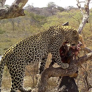 Leopard Tanzania