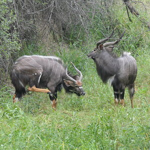 Nyala WildLife South Africa